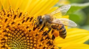 Honey bee in india